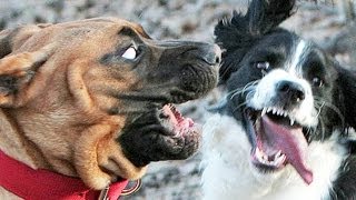 SCARIEST DOGS and MORE IMG 48 [upl. by Howey765]