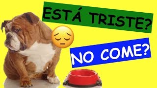 Mi Perro NO QUIERE COMER Y ESTA TRISTE DECAÍDO SOLUCIÓN [upl. by Parish420]