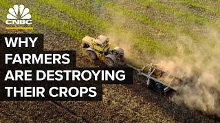 Why Farmers Are Destroying Millions Of Pounds Of Food [upl. by Enelrad356]