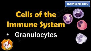 Cells of the Immune System PART I  GRANULOCYTES FLImmuno02 [upl. by Lered]