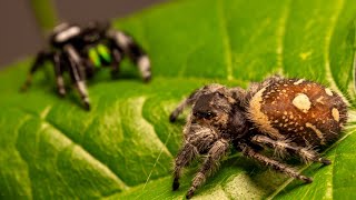 Phidippus regius mating [upl. by Reinke163]