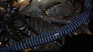 Ringed Caecilian in the Yasuni 🐸🐍🌈🌎 [upl. by Towill189]