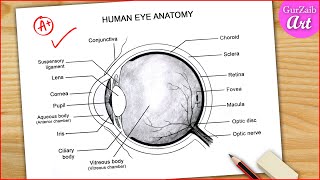 Eye Diagram Easy to Draw  Labelled Diagram of Human Eye Anatomy  Step by step for beginners [upl. by Silliw]