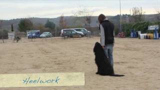 Obedience Training with Elliot the Briard [upl. by Ardith495]