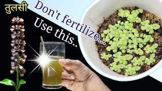 Easy but fastest method of growing Tulsi or Holy Basil plant at home [upl. by Aititil]