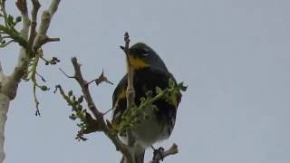 Yellowrumped Warbler  Audubons Warbler Setophaga coronata auduboni Feeding on Insects [upl. by Clarine]