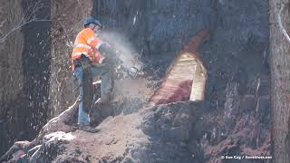 Giant Sequoia Cut Down  June 3rd 2021 [upl. by Attiuqal]