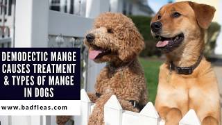 Demodectic Mange Causes Treatment amp Types Of Mange In Dogs [upl. by Tedi]