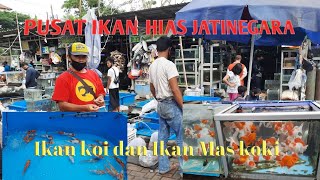 Ikan koi dan koki pasar ikan hias jatinegara [upl. by Ana252]