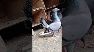 lakkha kabutar pigeon [upl. by Donna]