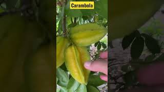 Fruta Carambola [upl. by Schlesinger815]