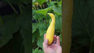 Purple Peppers amp Crookneck Squash peppers squash yellowsquash [upl. by Branch]