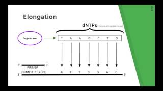 Sanger Sequencing Method Chain Termination DNA sequencing Explained [upl. by Hpotsirhc]