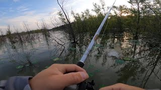 Topwater explosion Bussey Brake bass fishing [upl. by Einattirb]