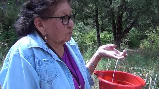 Picking chokecherries with Shoshone Paiute [upl. by Joni]