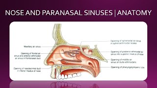 NOSE AND PARANASAL SINUSES  ANATOMY  SIMPLIFIED [upl. by Key]