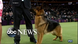 Rumor the German Shepherd Wins Westminster Kennel Club Dog Show [upl. by Ahsrats]