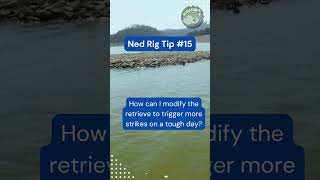 How to Catch More Fish with Ned Rig Tips and Tactics shorts fishing bassfishing [upl. by Constancia]