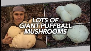 Lots Of Giant Puffball Mushrooms [upl. by Loriner]