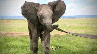 Rescue of Orphaned Elephant Olomunyak  Sheldrick Trust [upl. by Repsihw777]