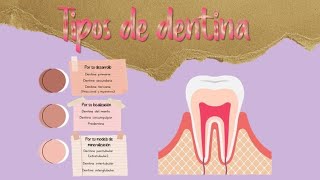 Tipos de dentina y su clasificación  🌈Odontología para el novato como tú [upl. by Ethel]