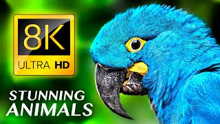 STUNNING ANIMALS 8K ULTRA HD [upl. by Dionne]