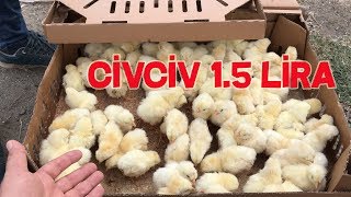 CİVCİV 15 LİRA TAVUK CİVCİV PAZARI SON DURUM [upl. by Poll]