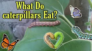 What Do Caterpillars Eat  Iza Maes Channel [upl. by Ebarta828]