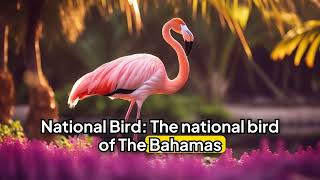 20 Amazing Facts About The Bahamas 20facts funfacts youwanttoknow youdidntknow [upl. by Ylrehs]