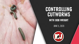 Controlling Cutworms  Bob Wright  June 5 2020 [upl. by Mloc]