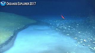 Okeanos Explorer Video Bite Newly Discovered Brine River Captivates NOAA Scientists [upl. by Fabria]