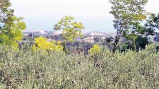 Property for sale in Vasto Chieti Abruzzo Italy Cottage with garden and sea view [upl. by Nicolette]