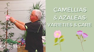 Camellia amp Azalea Care  The Greenery Garden amp Home [upl. by Hannahs]