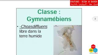 Cours Faunistique  Classification des protozoaires [upl. by Naynek]