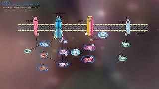 Protein Phosphorylation Creative Diagnostics [upl. by Forta]