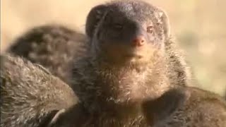 Banded Mongooses Grooming and Looking Out for Danger  Bands on the Run  BBC Earth [upl. by Keating]