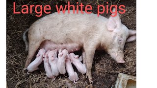 What you didnt know about large white pigs [upl. by Engud874]