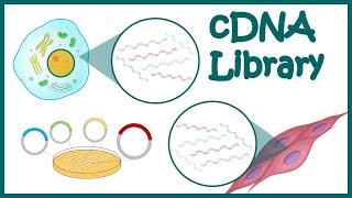 cDNA library  How cDNA library is constructed  What are DNA libraries used for [upl. by Neyr]