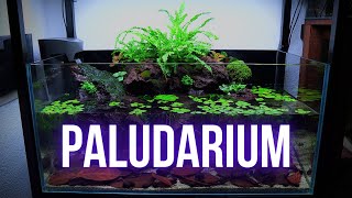 PALUDARIUM setup with TERRESTRIAL PLANTS in aquarium  Step by step AQUASCAPING TUTORIAL  EP1 [upl. by Reggi815]