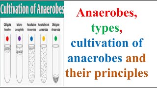 Microbiology Anaerobes types cultivation of anaerobes and their principles B Pharma 3rd Sem [upl. by Orbadiah]