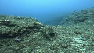 Plongée avec une tortue à l’ île de la réunion [upl. by Urba868]