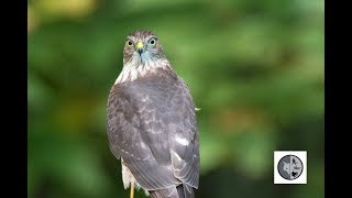 Épervier brun à la chasseSharpshinned Hawk on the hunt [upl. by Alaaj]