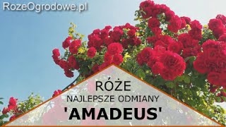 Róża pnąca AMADEUS® [upl. by Medarda334]