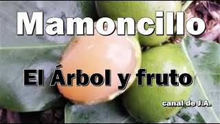 El Árbol y fruto del Mamoncillo es nativo de Colombia Venezuela y la isla de Margarita [upl. by Anirdnajela]