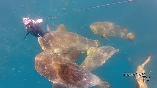 Hungry Goliath Groupers Attacking our Baits [upl. by Oeram]