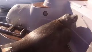 Scared seal hides on boat from killer whales [upl. by Solakcin100]