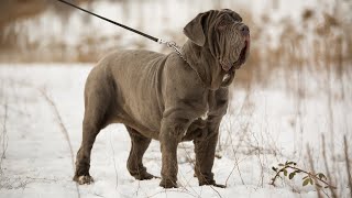 THE NEAPOLITAN MASTIFF  STRONG amp FIERCE GUARD DOG Mastino Napoletano [upl. by Benedix]