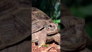 Greek Tortoise Facts Diet Lifespan amp Price [upl. by Perr]