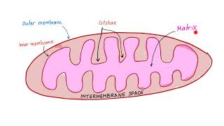 The Mighty Mitochondria  TCA cycle ETC Biology Anatomy Physiology Histology [upl. by Yablon]