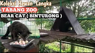 BEAR CATBINTURONG MUSANG BERTUBUH BESAR [upl. by Akym637]